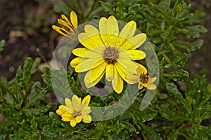 Brigh yellow african daisy flower in the garden