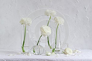 Bright and airy floral composition. White ranunculus flowers in different size glass vases on a white background