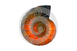 Fossil isolated on white background.