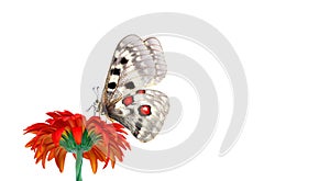 Bright apollo butterfly on orange gerbera flower isolated on white