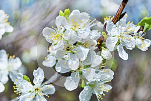 Bright apple flower with water drops on spring sunny day in nature