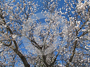 Bright apple flowers in the sping