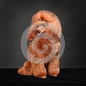 Bright apricot toy poodle
