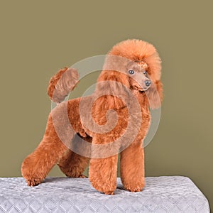 Bright apricot toy poodle