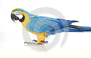 Bright Ara parrot
