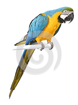 Bright ara parrot