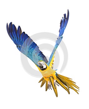 Bright ara parrot flying