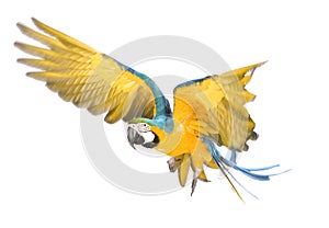 Bright ara parrot flying