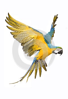 Bright ara parrot flying photo