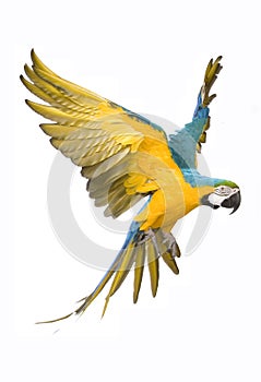 Bright ara parrot flying