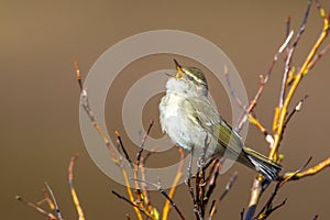 Bright Arctic Warbler