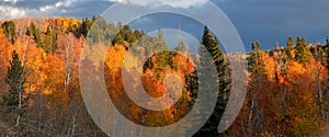 Bright Aspen trees and evergreens in Wasatch mountain range in Utah