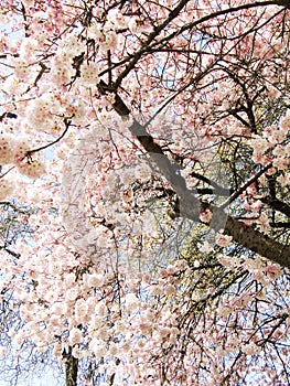 Bright attractive Akebono cherry blossom flowers blooming in spring 2021