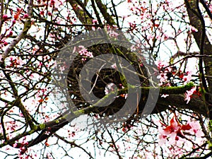 Bright attractive bird`s nest on sweet colorful pink red plum blossom flowering tree Prunus Mume blooming in springtime March 2021