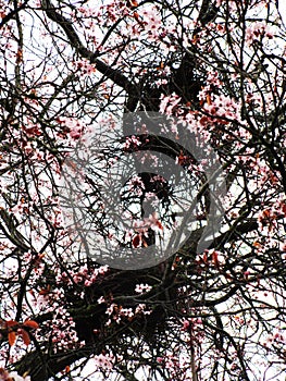 Bright attractive bird`s nest on sweet colorful pink red plum blossom flowering tree Prunus Mume blooming in springtime March 2021