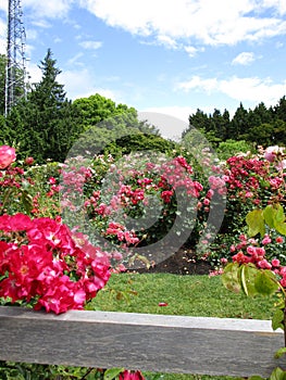 Bright attractive blue sky over many plants and red rose flowers at Queen Elizabeth Park Rose Garden