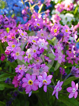 Bright attractive various colors pink forget-me-not flowerbed blooming in springtime April 2021