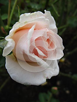 Bright attractive colorful peach white rose in bloom summer 2020