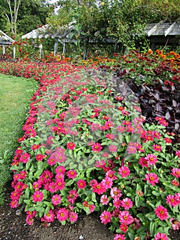 Bright attractive colorful red flowerbed in bloom in Stanley Park Canada 2020