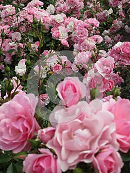 Bright attractive colorful Royal Bonica pink rose flowerbed blooming in 2020