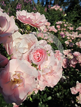 Bright attractive colorful Royal Bonica pink roses rosa flowers blooming in June 2021