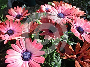 Bright attractive colorful spring Margarita Daisy flowers blooming in a garden 2019 photo