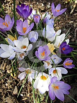 Bright attractive colorful tender Whitewell Crocus flowers in bloom in garden at spring 2020 photo