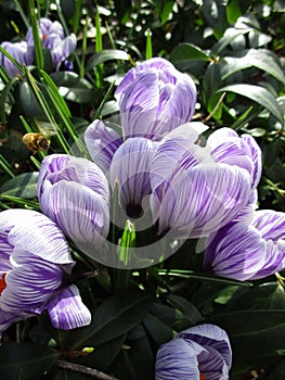 Bright attractive colorful Whitewell Purple Crocus flowerbed blooming in 2021 photo