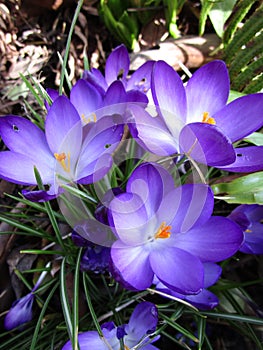 Bright attractive colorful Whitewell Purple Crocus flowers blooming in a park garden in April 2021 photo