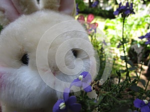 Bright attractive cute brown bunny rabbit stuffed toy with purple Nemesia flowers 2019