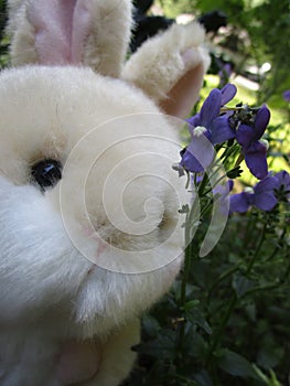 Bright attractive cute brown bunny rabbit stuffed toy with purple Nemesia flowers 2019