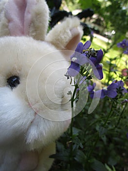 Bright attractive cute brown bunny rabbit stuffed toy with purple Nemesia flowers 2019