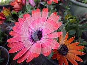 Bright attractive red Margarita daisy flower close up 2019 photo