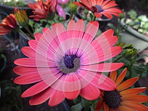 Bright attractive cute Margarita daisy flowers blooming photo