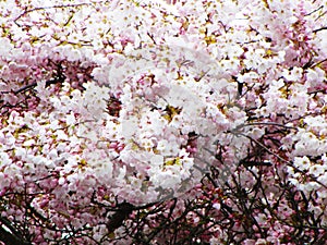 Bright attractive fresh pink cherry blossom flowers close up in beautiful bloom in spring season 2020