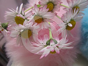 Bright attractive freshly picked little Common Daisy flowers with background pink fur accessory 2019