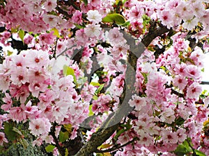 Bright attractive late bloomer of pink white cherry blossom flowers in 2020