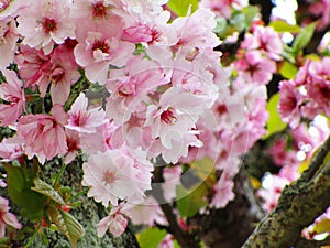 Bright attractive late bloomer of pink white cherry blossom flowers in Vancouver