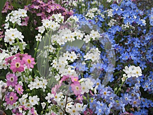 Bright attractive colorful pink blue forget-me-not flowerbed blooming in springtime May 2021
