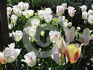 Bright attractive nature dainty colorful white and pink tulip flowers blooming in spring