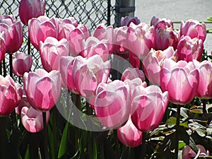 Bright attractive nature dainty colorful white and pink tulip flowers blooming in spring