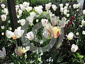 Bright attractive nature dainty colorful white and pink tulip flowers blooming in spring