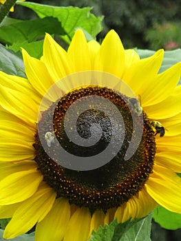 Bright attractive nature yellow sunflower with honey bees blooming in summer at Stanley Park Garden