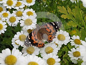 Bright attractive Painted Lady butterfly with Marguerite Daisy blossom flowers in bloom in Canada at Queen Elizabeth Park 2020
