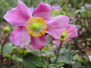 Bright attractive pink Japanese Anemone Wind flower blooming in autumn