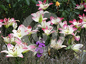 Bright attractive pink Lily flowerbed 2020