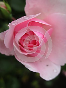 Bright attractive pink white Royal Bonica rose flower in bloom in a rose garden