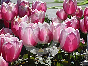 Bright attractive red, pink and white tulip flowers close up blooming in spring 2019