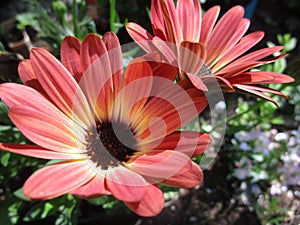 Bright attractive summer Margarita Daisy flowers close up 2019 photo