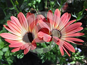 Bright attractive summer Margarita Daisy flowers close up 2019 photo